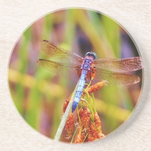 Teal Dragonfly on sedge Drink Coaster