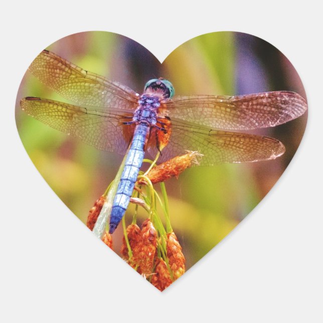 Teal Dragonfly on sedge Heart Sticker (Front)