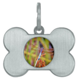 Teal Dragonfly on sedge Pet ID Tag