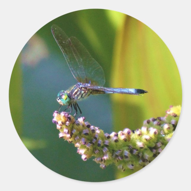 Teal eyed Dragonfly Classic Round Sticker (Front)