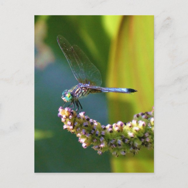 Teal eyed Dragonfly Postcard (Front)