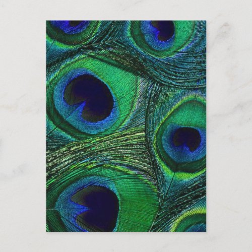 Teal Green Blue Peacock Feather Print  Pattern Postcard