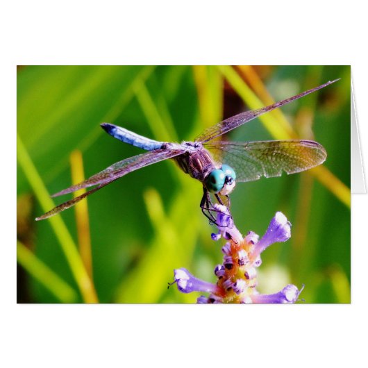 Teal & purple Dragonfly Cards (Front Horizontal)