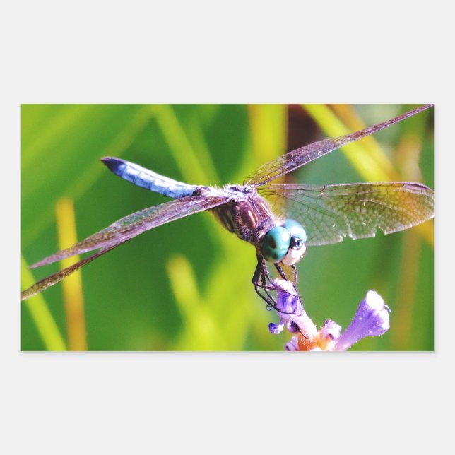 Teal & purple Dragonfly Rectangular Sticker (Front)