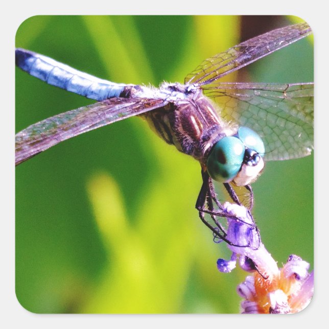 Teal & purple Dragonfly Square Sticker (Front)