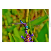 Teal Rainbow Dragonfly (Front Horizontal)