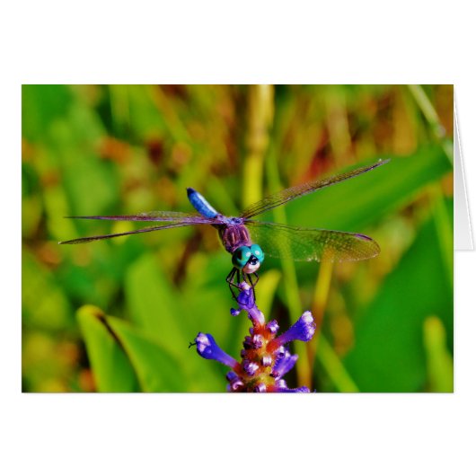 Teal Rainbow Dragonfly (Front Horizontal)