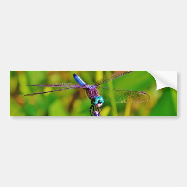 Teal Rainbow Dragonfly Bumper Sticker (Front)