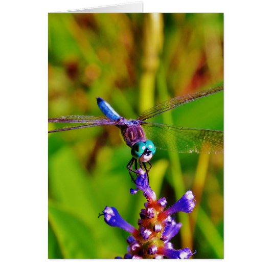 Teal Rainbow Dragonfly Cards (Front)