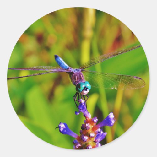 Teal Rainbow Dragonfly Classic Round Sticker