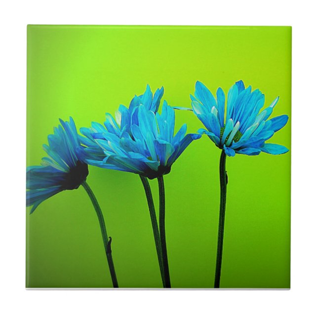 Teal Turquoise Daisies on Lime Green Flowers Gifts Ceramic Tile (Front)