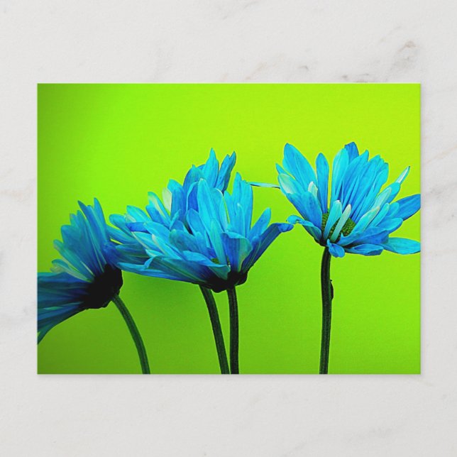 Teal Turquoise Daisies on Lime Green Flowers Gifts Postcard (Front)