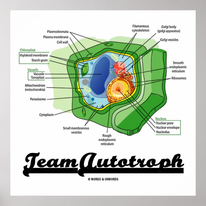 Team Autotroph (Plant Cell Biology) Posters