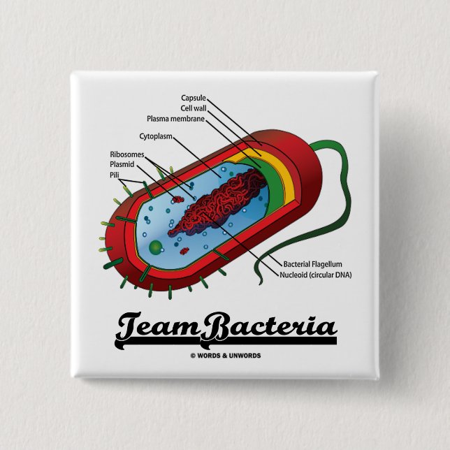 Team Bacteria (Prokaryote) Button (Front)