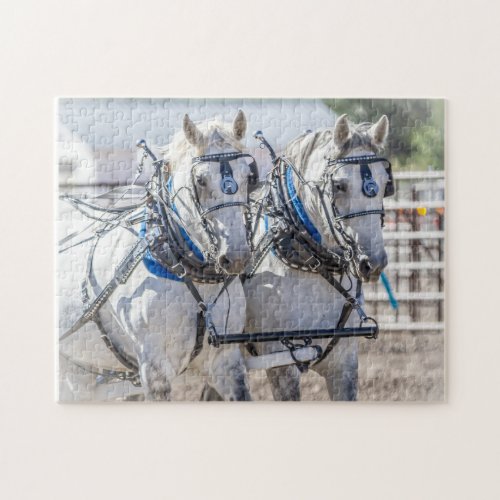 Team Grey Perchon Draft Horses Jigsaw Puzzle