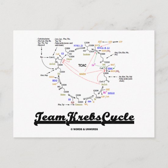 Team Krebs Cycle (Citric Acid Cycle - TCAC) Postcard