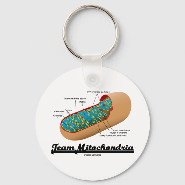 Team Mitochondria (Mitochondrion Humor) Keychain (Front)