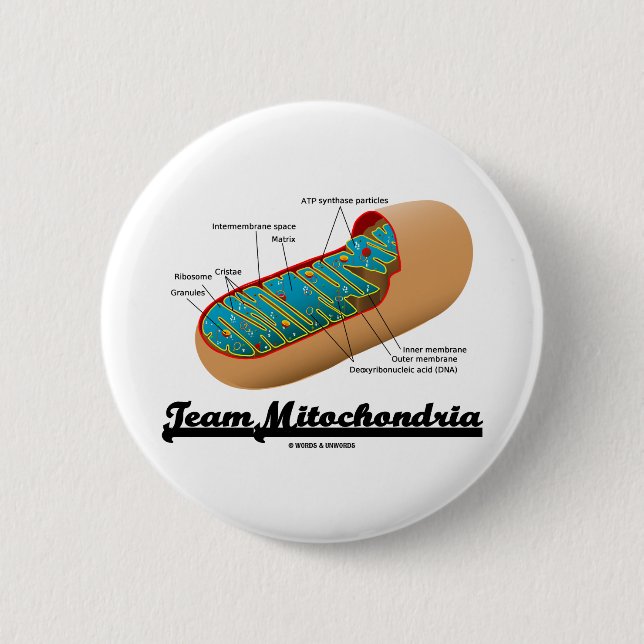 Team Mitochondria (Mitochondrion Humor) Pinback Button (Front)