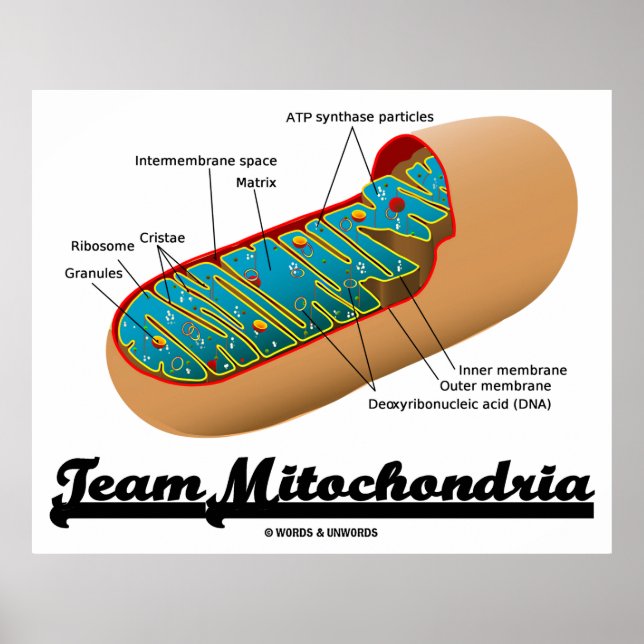 Team Mitochondria (Mitochondrion Humor) Poster (Front)