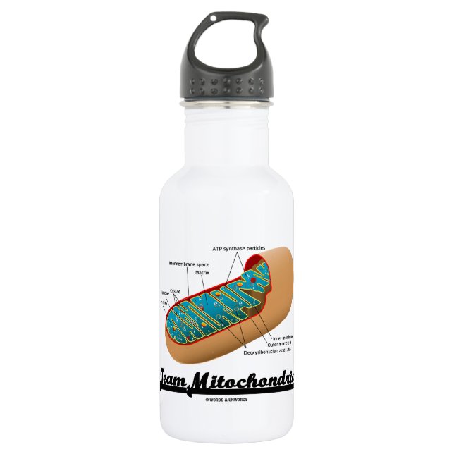 Team Mitochondria (Mitochondrion Humor) Water Bottle (Front)