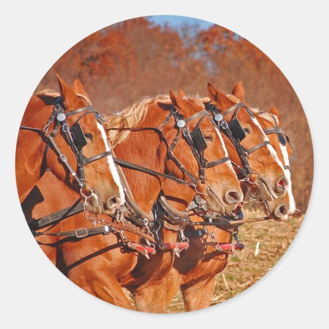 Team of Horses in Field Classic Round Sticker (Front)