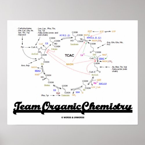 Team Organic Chemistry Krebs Cycle TCAC Poster