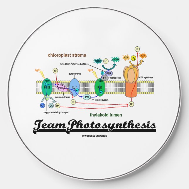 Team Photosynthesis Light-Dependent Reactions Wireless Charger (Front)