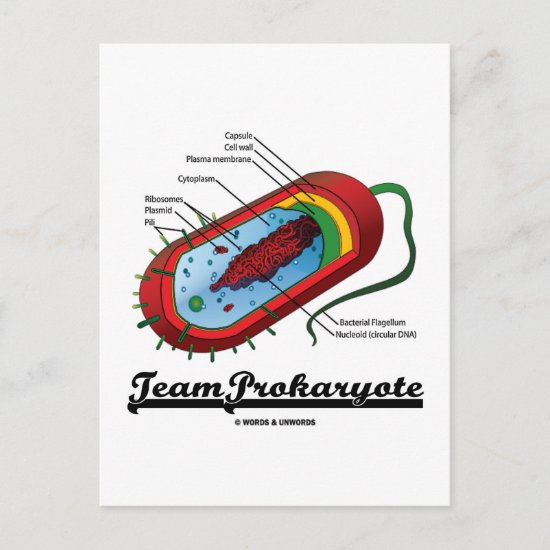 Team Prokaryote (Bacteria) Postcard