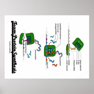 Team Protein Synthesis (Biology) Poster