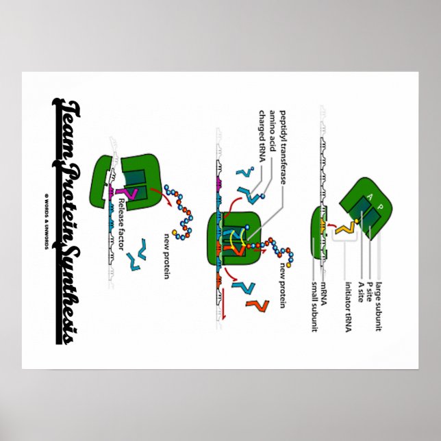 Team Protein Synthesis (Biology) Poster (Front)