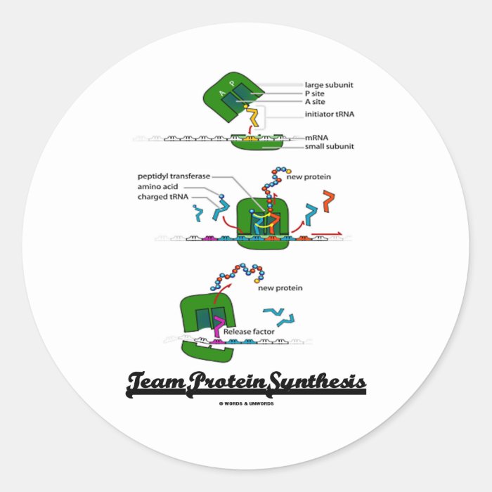 Team Protein Synthesis Round Sticker