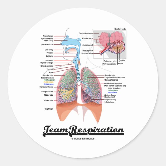 Team Respiration (Respiratory System) Classic Round Sticker