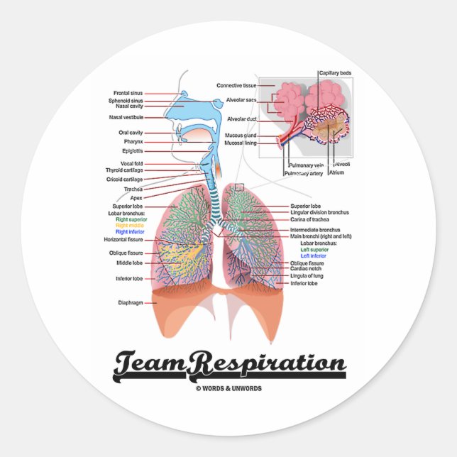 Team Respiration (Respiratory System) Classic Round Sticker (Front)