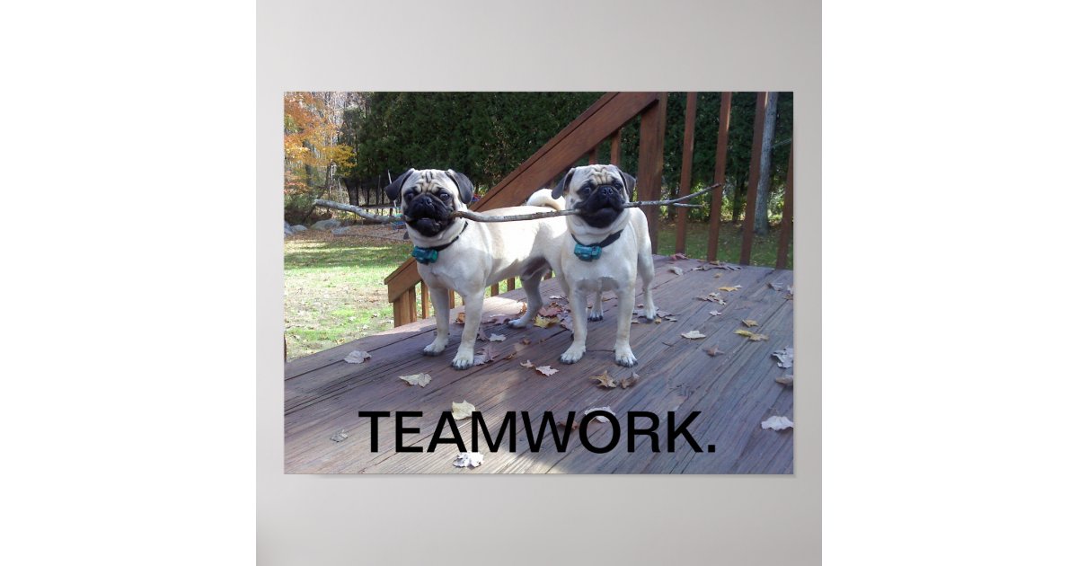 Teamwork Poster! Pugs working together! Poster | Zazzle.com
