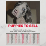 Tear-Off Flyer Puppy selling red green