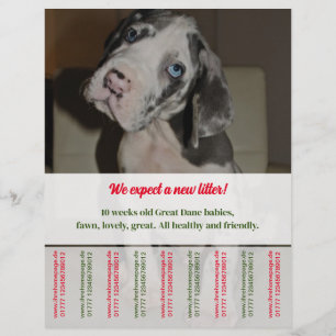 Tear Off Flyer Puppy selling red green