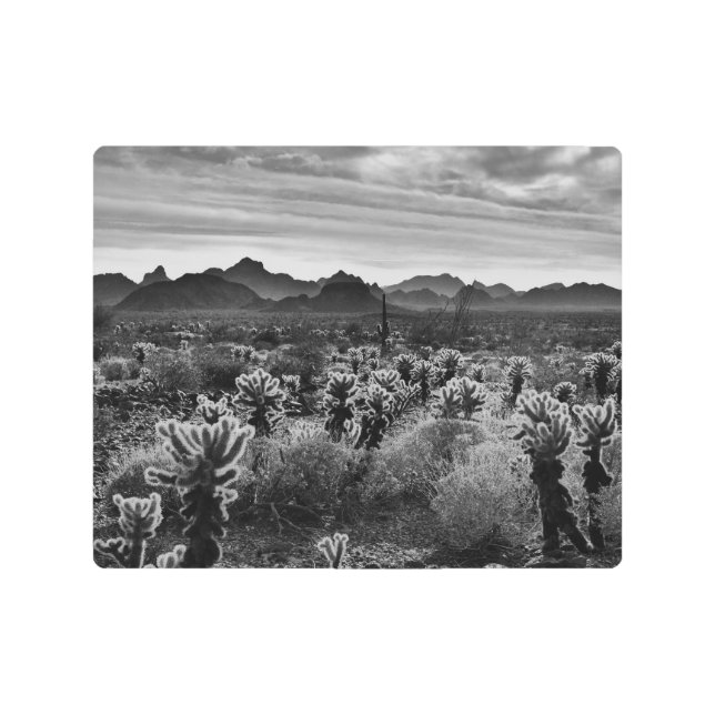 Teddy Bear Cholla Cactus Desert Plant Metal Print (Front)