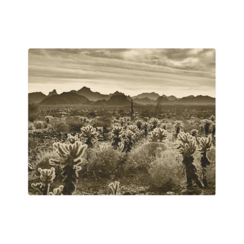 Teddy Bear Cholla Cactus Desert Plant Metal Print
