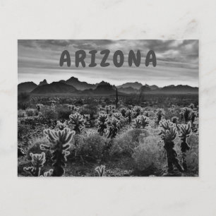 Teddy Bear Cholla Cactus Desert Plant Postcard