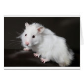 Teddy Bear Hamster (Front Horizontal)