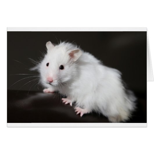 Teddy Bear Hamster Cards (Front Horizontal)