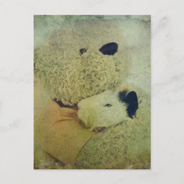 Teddy Bear Hugs A Guinea Pig Postcard (Front)