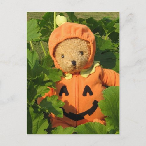 Teddy Bear in the Pumpkin Patch Postcard