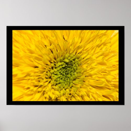 Teddy Bear Sunflower Blossom Poster