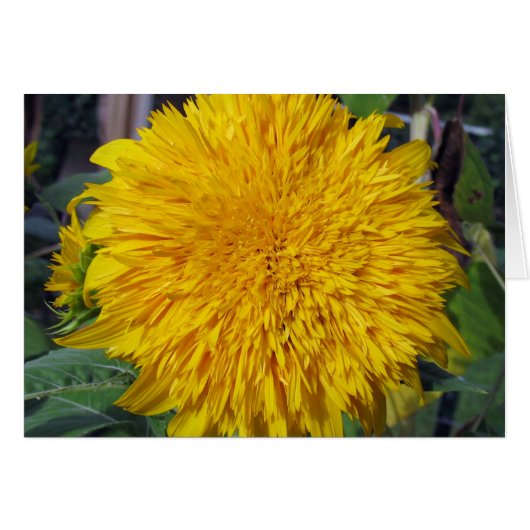 Teddy Bear Sunflower Cards (Front Horizontal)