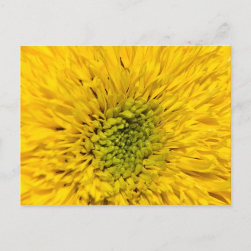 Teddy Bear Sunflower  Postcard