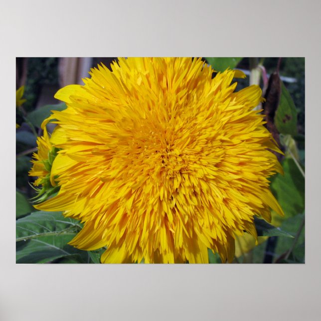 Teddy Bear Sunflower Poster (Front)