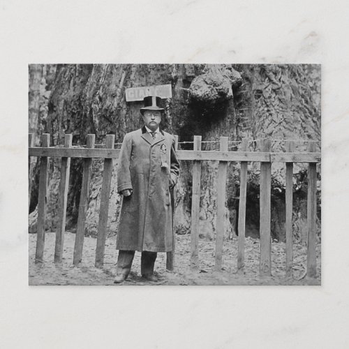 Teddy Roosevelt at the Big Tree Grove Santa Cruz Postcard