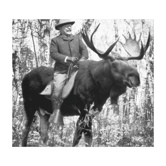 teddy roosevelt bull moose