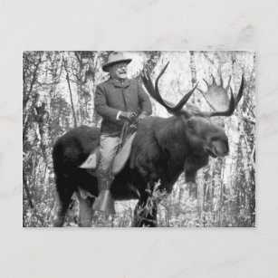 Teddy Roosevelt Riding A Bull Moose Postcard